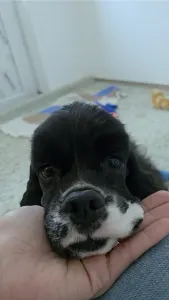 American Cocker Spaniel - Picy