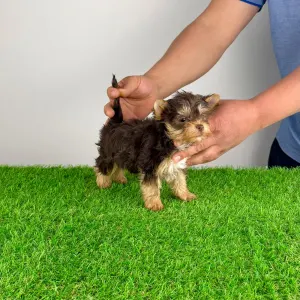 Yorkshire Terrier - Rocco