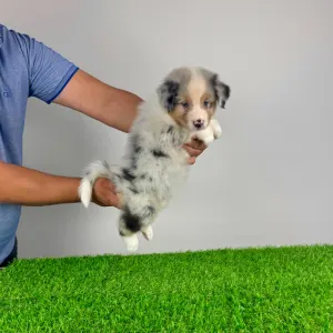 Australian Shepherd - Wolke 