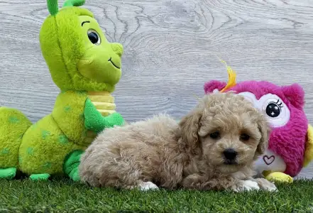 Maltipoo - Pixi