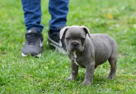 Bulldog francez - Monty