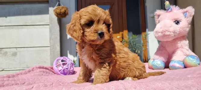 Cavapoo - Nara