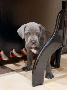 Cane Corso - Tommyboy