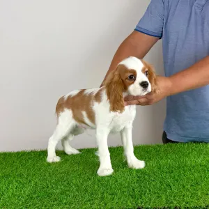 Cavalier King Charles Spaniel - Patriot