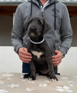 Irischer Wolfshund - Brittany