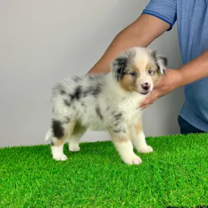 Australian Shepherd - Wolke 
