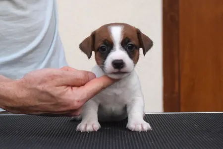 Jack Russell Terrier - Xantos