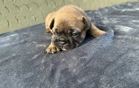 Francuski buldog - Liza