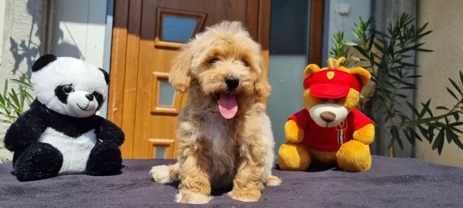 Cavapoo - Enzó