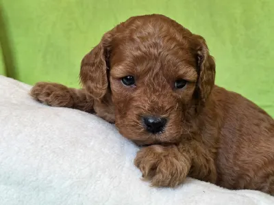 Cavapoo - Jonathan