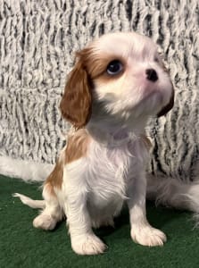 Cavalier king Charles spaniel - Aida