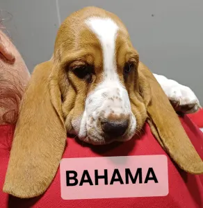 Basset Hound - Bahama