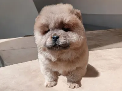 Chow Chow - La Casa De Chow Izabel