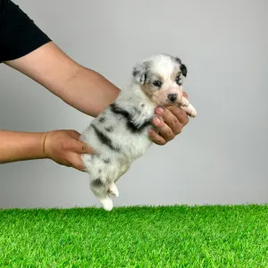 Australian Shepherd - Kenny