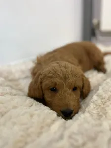 Goldendoodle - Goldendoodle Bella