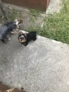 Yorkshire Terrier - Nicole