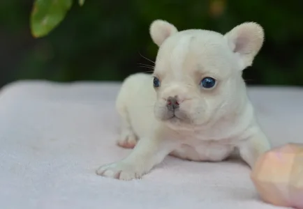French Bulldog - Elke