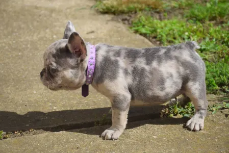 Französische Bulldogge - Francia Bulldog 