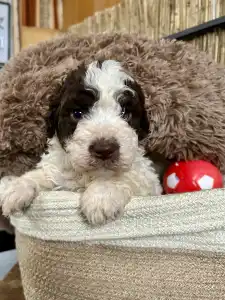 Romagna Water Dog - Grammi Gummi