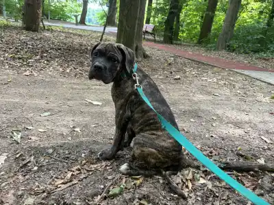 Cane Corso - Argos