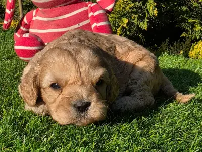 Cavapoo - Floop