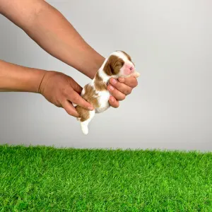 Cavalier King Charles Spaniel - Joy