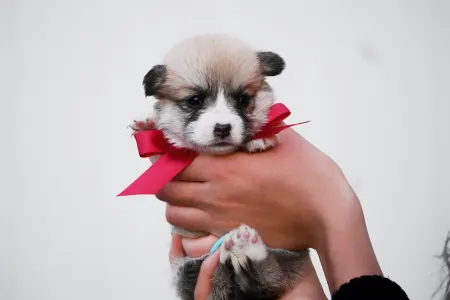 Вельш-корги пемброк - Robin