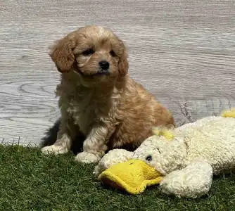 Cavapoo - Edgar