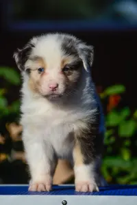 Berger australien - Winstead Nothing Else Matters