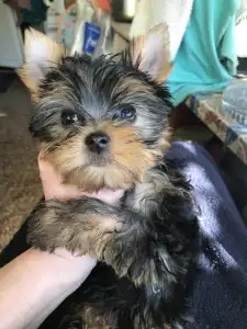 Yorkshire Terrier - Kelly