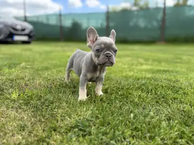 French Bulldog - Maya 