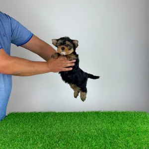 Yorkshire Terrier - Ziggy