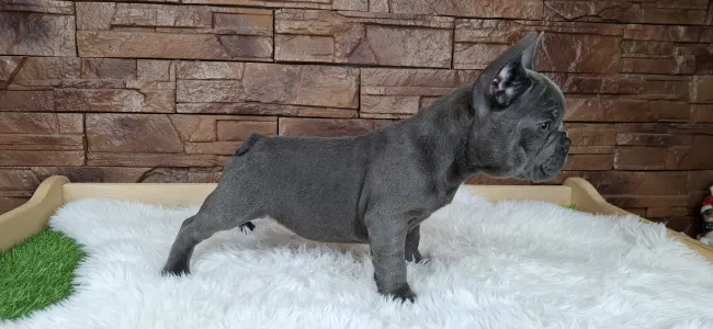 French Bulldog - Victor 