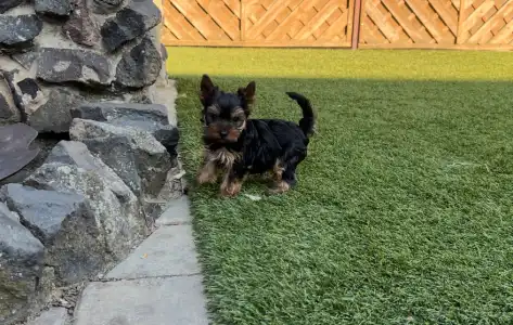 Yorkshire Terrier - Zora