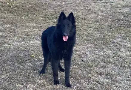 Belgischer Schäferhund - Gerőcsvári Freya