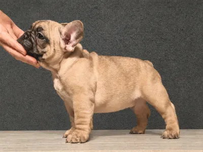 Französische Bulldogge - Elmo