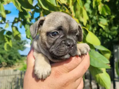 French Bulldog - Harley