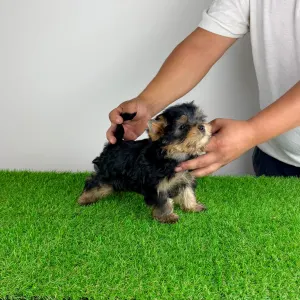 Yorkshire Terrier - Dudu