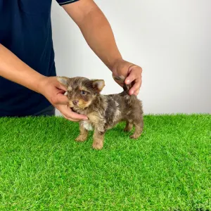 Yorkshire terrier - Chippy