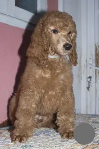 Poodle Standard - Jatt Black