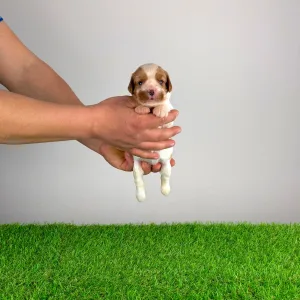 Cavalier king Charles spaniel - Isabelle