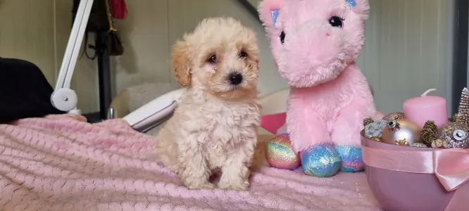 Maltipoo - Barack