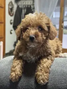 Cavapoo - Natasa