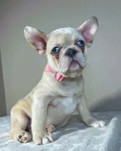 Francouzský buldoček - Georgina 