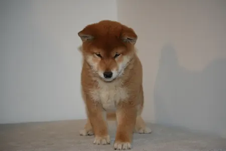 Shiba Inu - Hoshibaru Be My Favorite