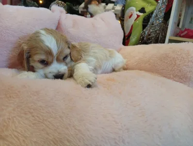 Angol Cocker spániel - Eva