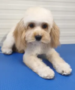Cavapoo - Ecco ( Toy Size )