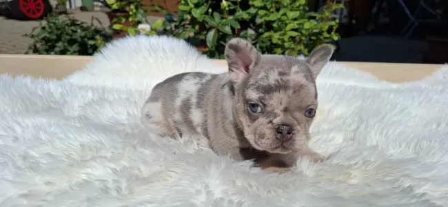 Francia bulldog - Hedy
