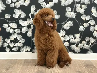 Caniche Nain - Samu