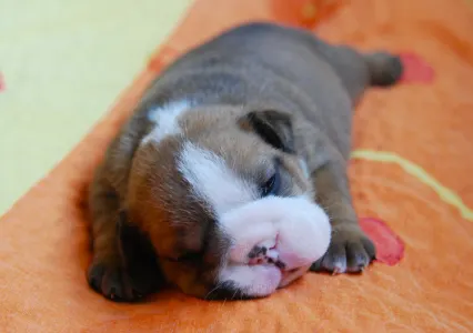 Angol bulldog - Rengőhegyi-ormán Daniel